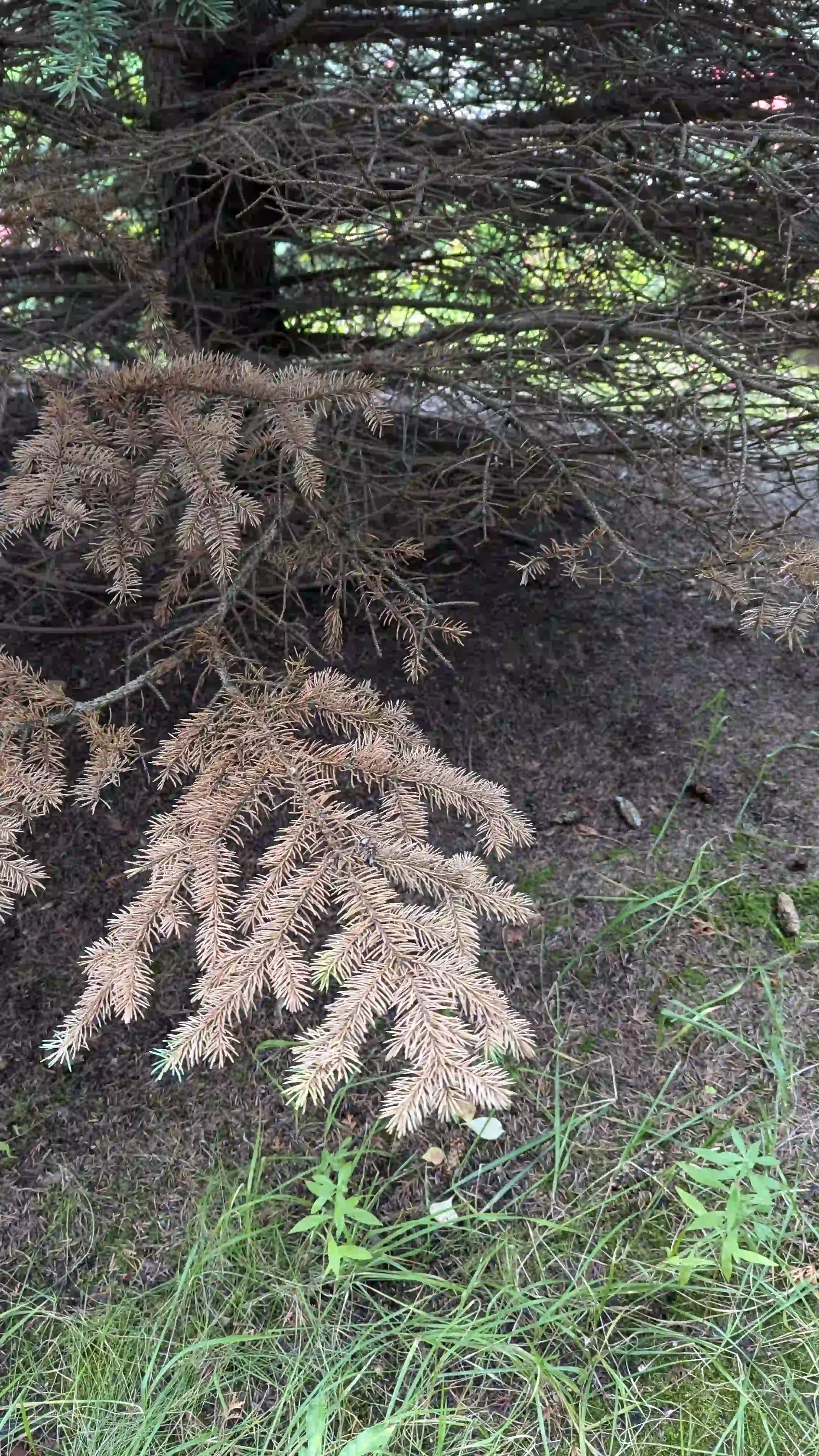 Болезни нижнего яруса в г. Дубна